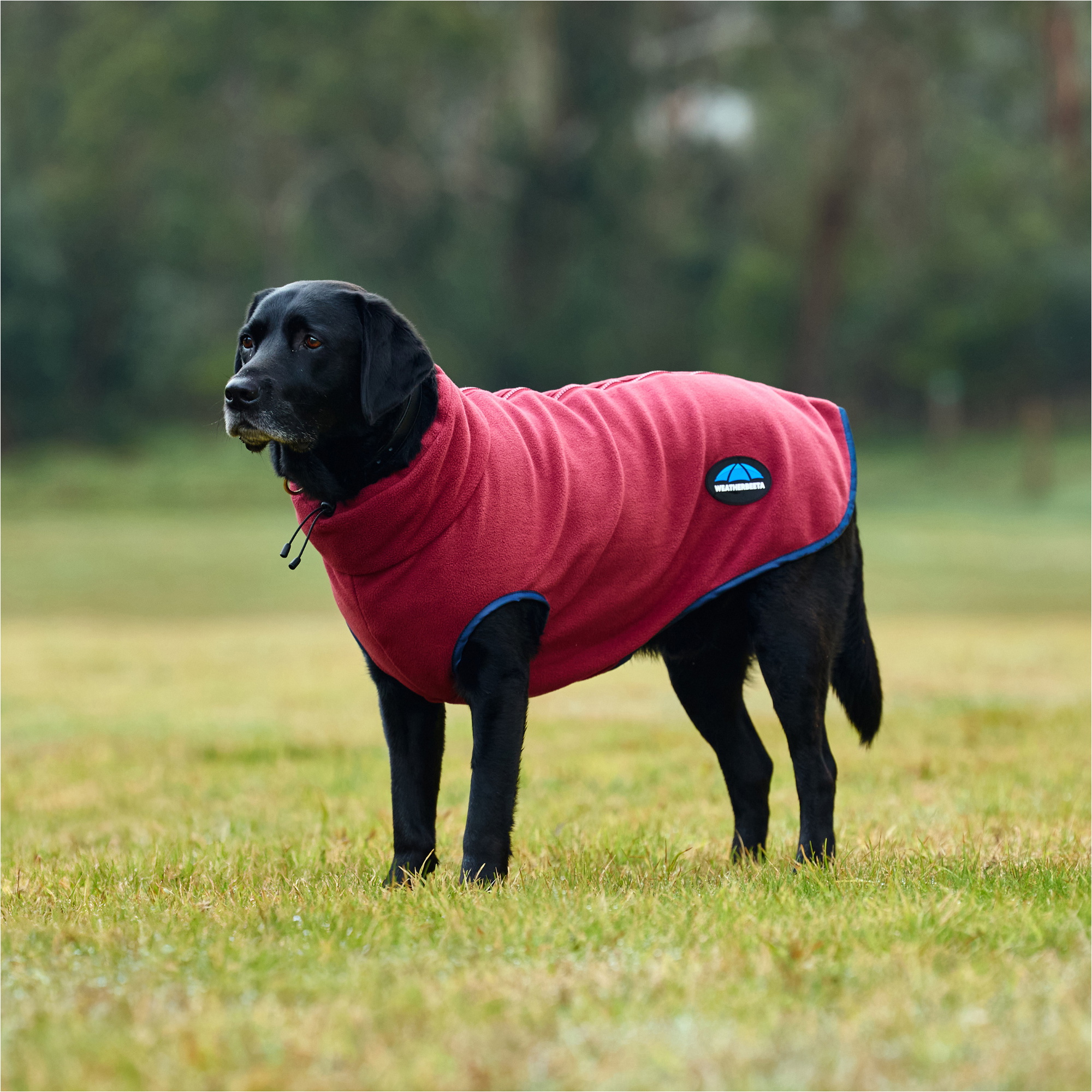 2025 Weatherbeeta Comfitec Fleece Zip Dog Coat 1003457 - Burgundy